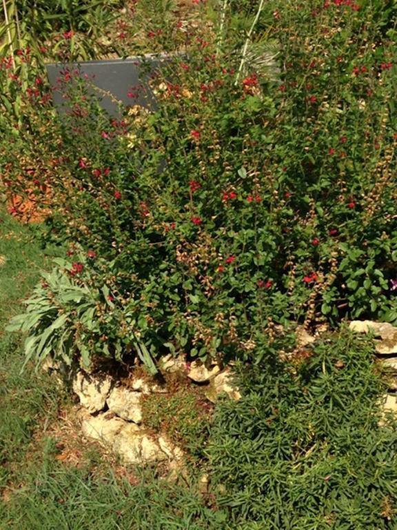 Les Camelias Bed & Breakfast Lalinde Eksteriør bilde
